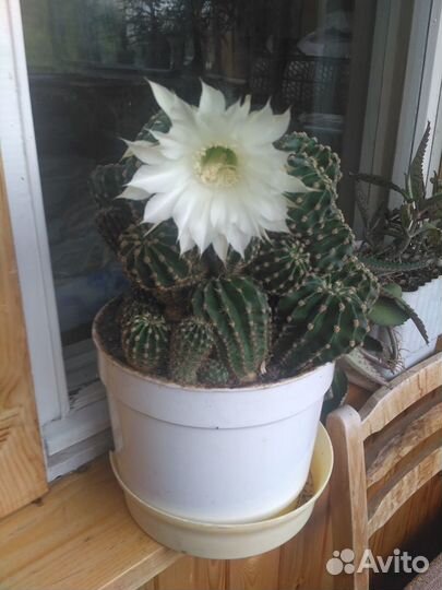 Кактус цветущий с детками