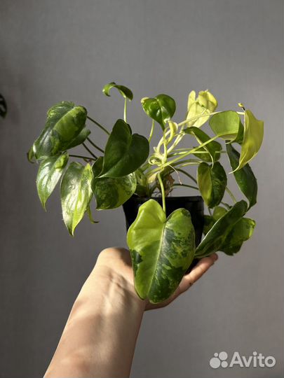 Фикус, сингониум, сциндапсус, филолендрон