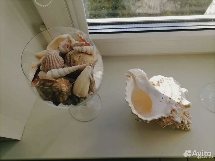 Морская раковина среднего размера