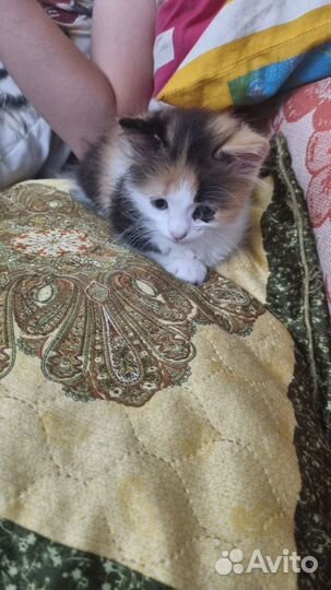Домашние животные кошки