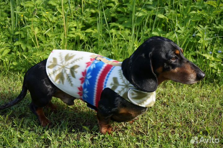 Шлейки для таксы специальная анатомическая модель