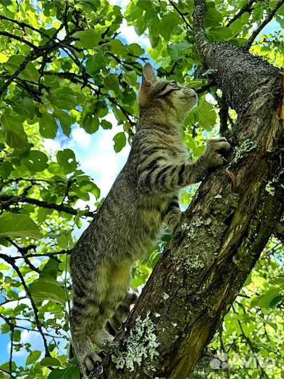 Котенок Европейский девочка