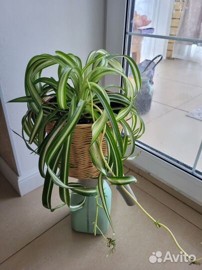 Хлорофитум кудрявый