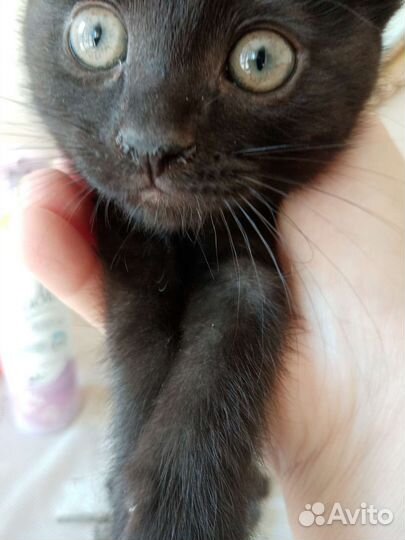 Британская