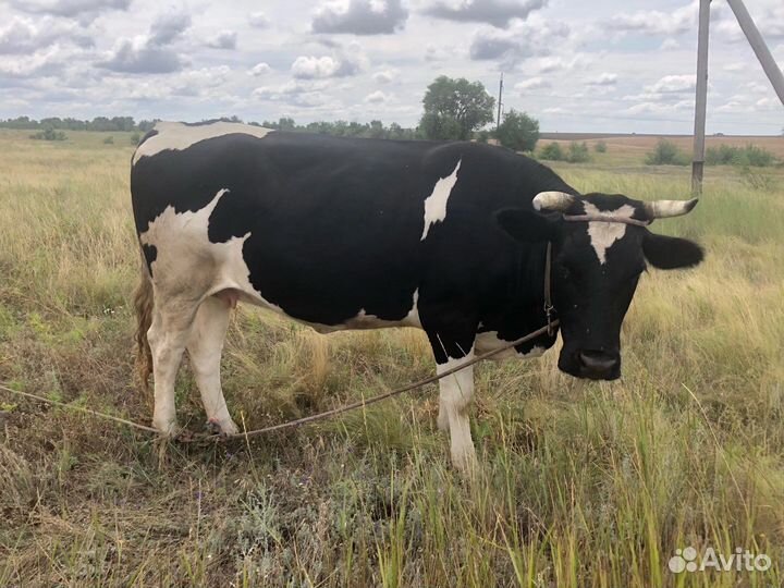 Корова дойная