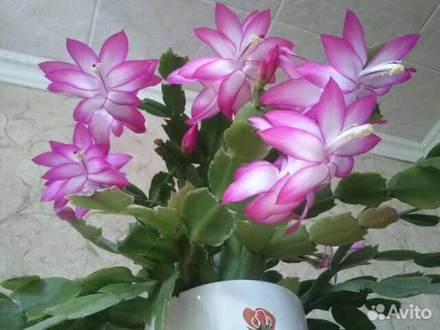 Цветок декабрист