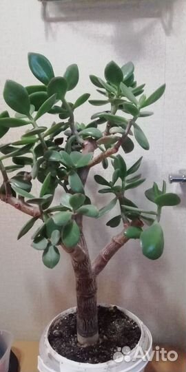 Крассула толстянка, денежное дерево