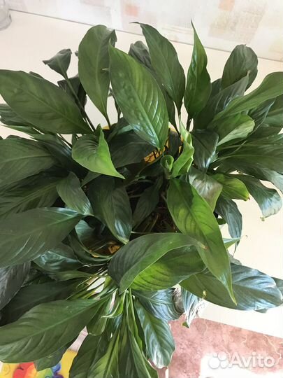 Спатифиллум