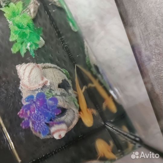 Аксолотль золотой с жильём