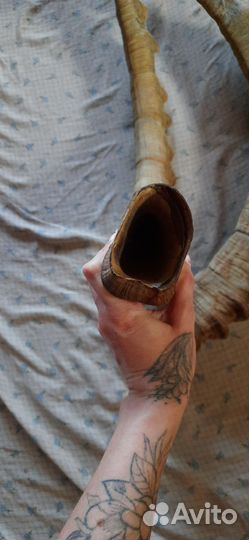 Рога горного козла