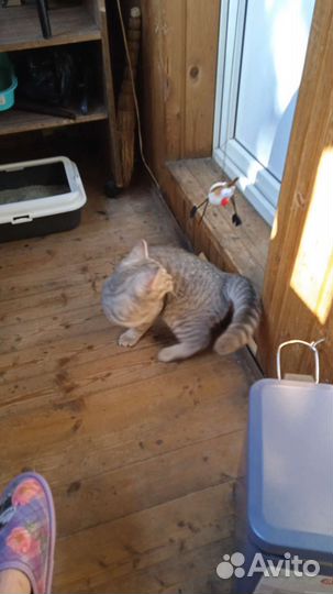 Шотландская кошечка 5 месяцев