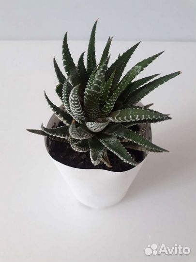 Кактус, хавортия (суккуленты)