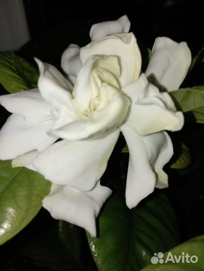 Гардения Жасминовидная, фиалки