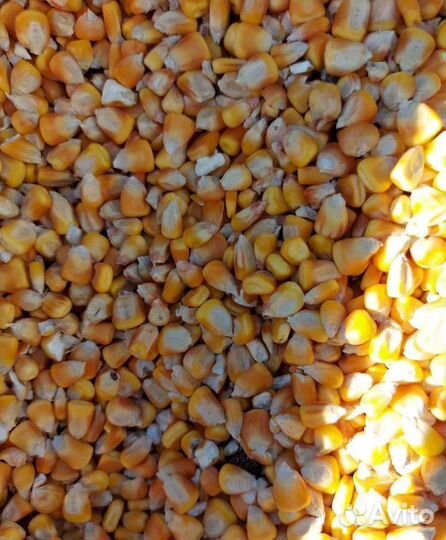 Семечко, Соя на корм/посев