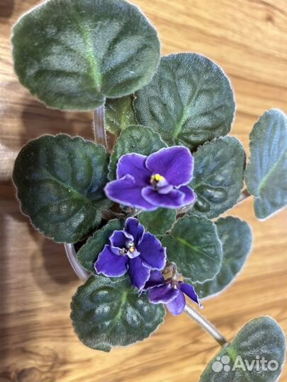Фиалки сенполии сортовые