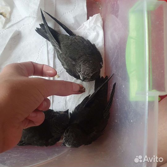 Птенец стрижа