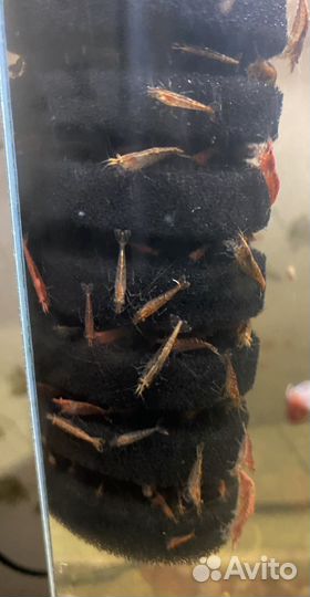 Аквариумные креветки вишня