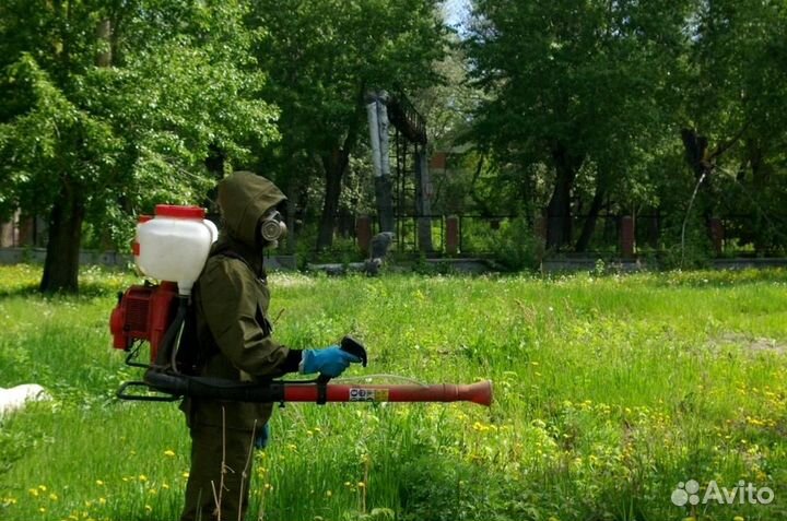 Уничтожение клопов тараканов грызунов плесени