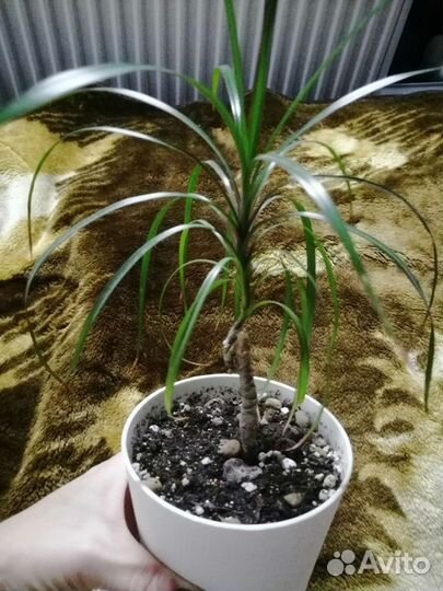 Пальма драцена