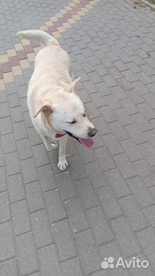 Собака в добрые руки