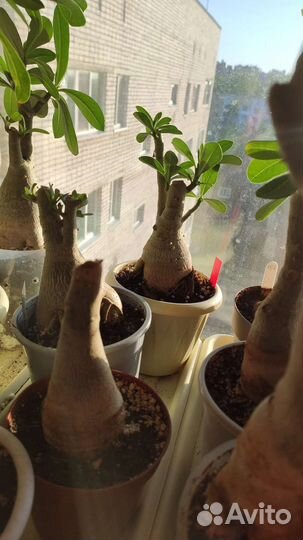 Адениум взрослый