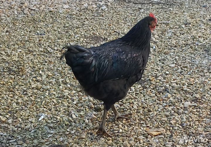 Петухи породы доминант