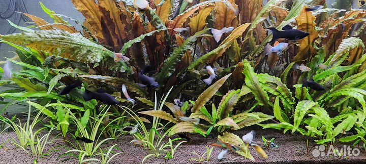 Криптокорина