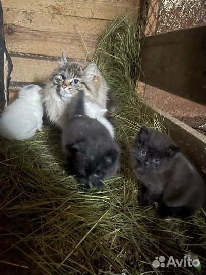 Отдам в дар котята