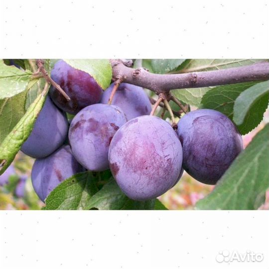 Саженцы сливы Волжская красавица (синий)