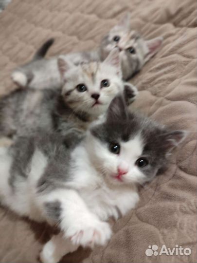 Кошки бесплатно