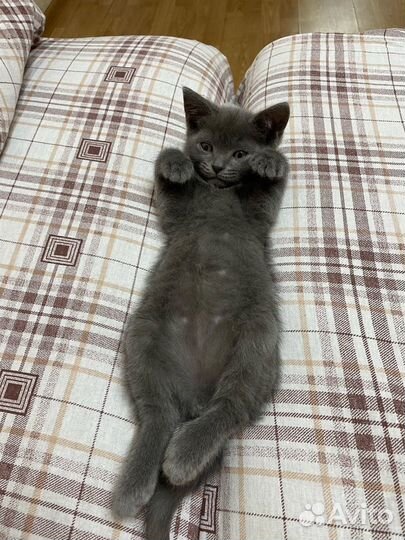 Отдам кота в добрые руки