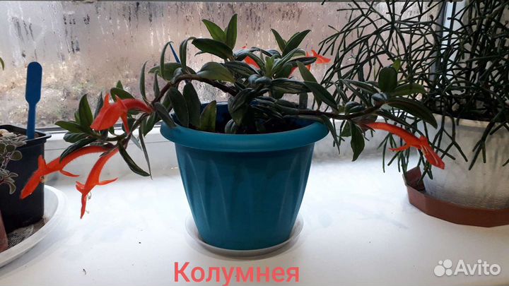 Колумнея. Замиокулькас