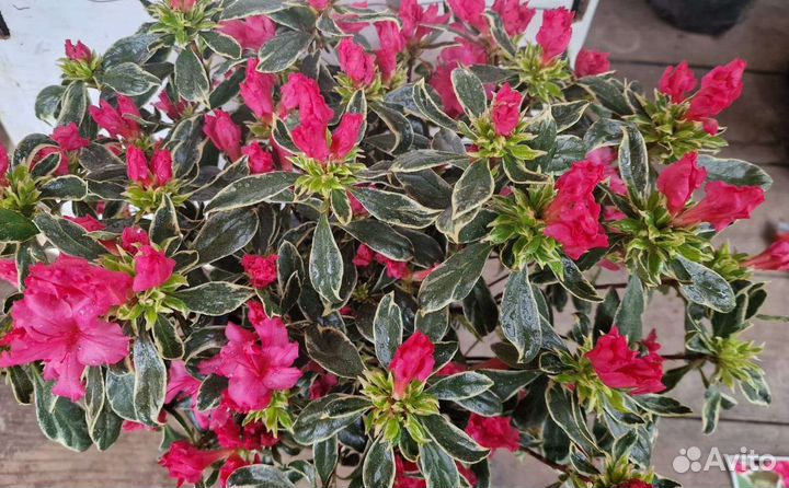 Азалия Bollywood вариегата