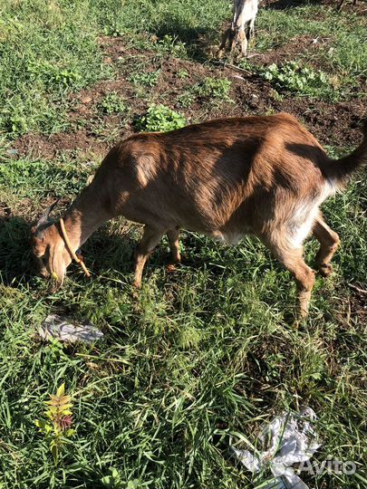 Коза дойная