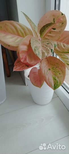 Аглаонема пинк эмеральд