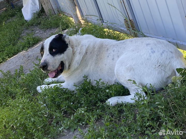 Собака алабай бесплатно