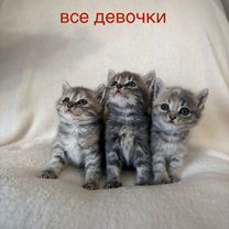 Шотландские котята / бесплатно