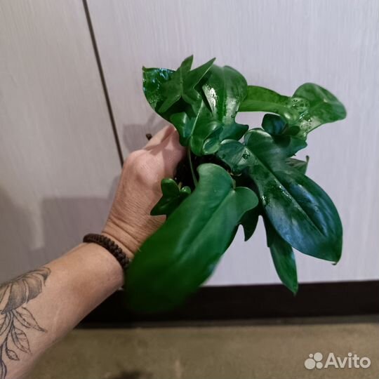 Филодендрон лациниатум