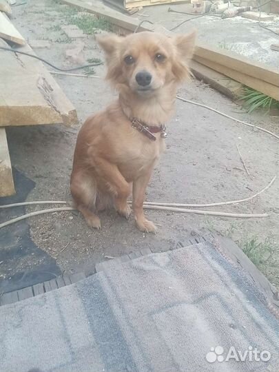 Собака мини той-терьер