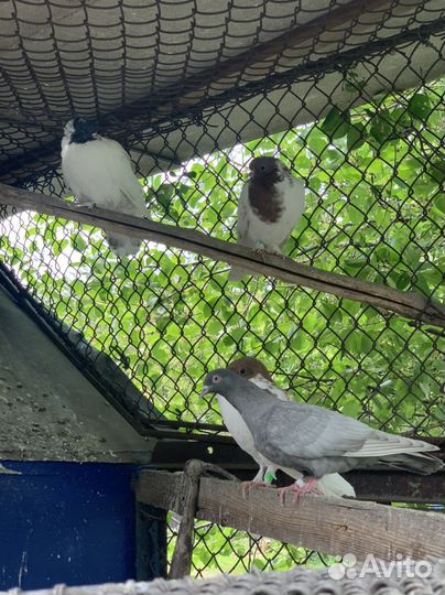 Молодые гривуны,бойные, белые голуби для свадьбы