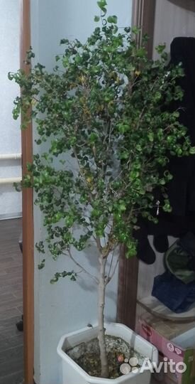 Фикус барокко