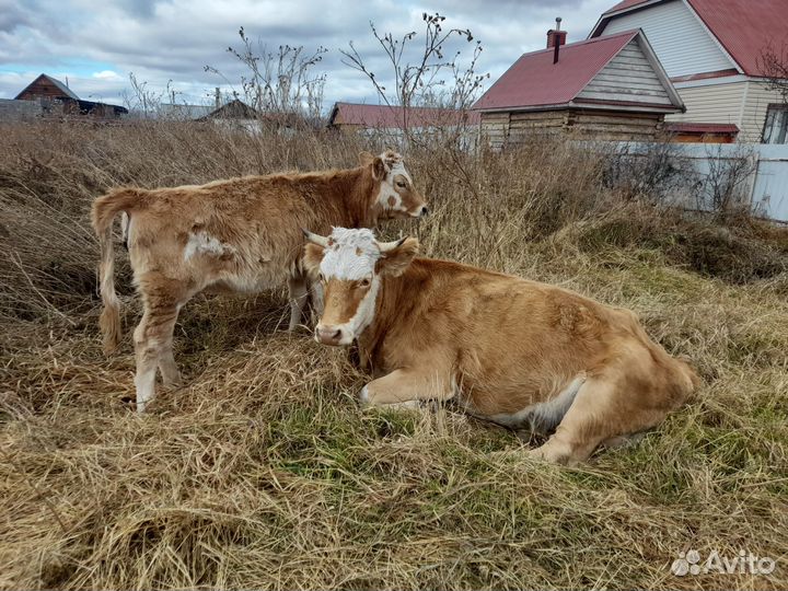 Корова и теленок