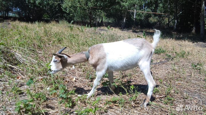 Продаются молодые Козы