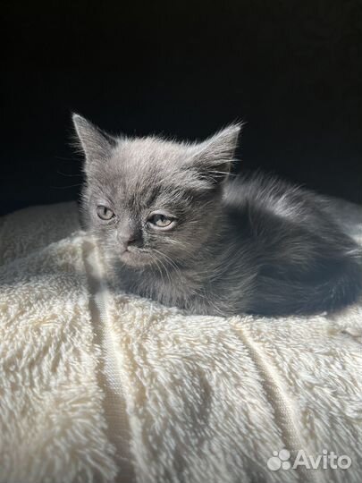 Шотладский котенок девочка