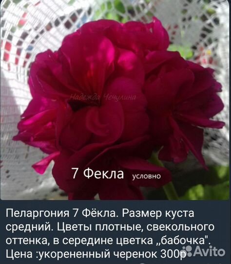 Пеларгония герань сортовая