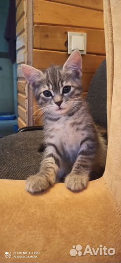 Кошка в дар бесплатно