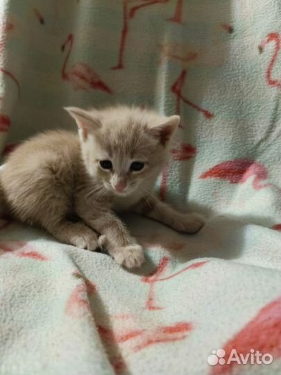 Вислоухие котята и прямоухие