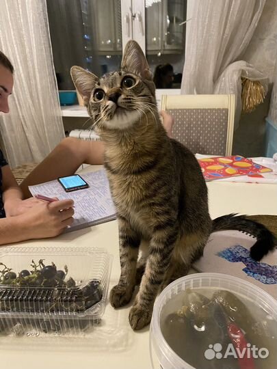 Коты для вязки