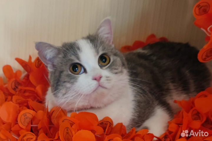 Британская кошкп