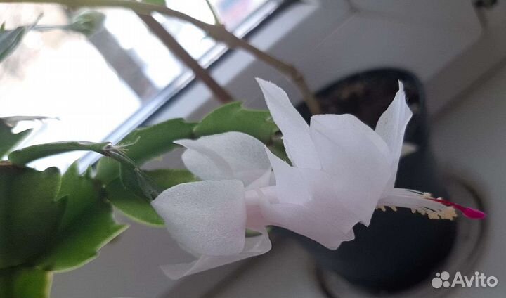 Шлюмбергера